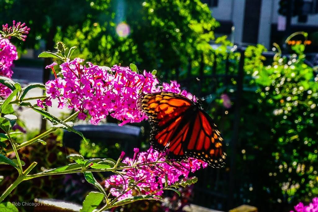 Starbucks | cafe | 6738 North Sheridan Avenue, Chicago, IL 60626, USA | 7737430417 OR +1 773-743-0417