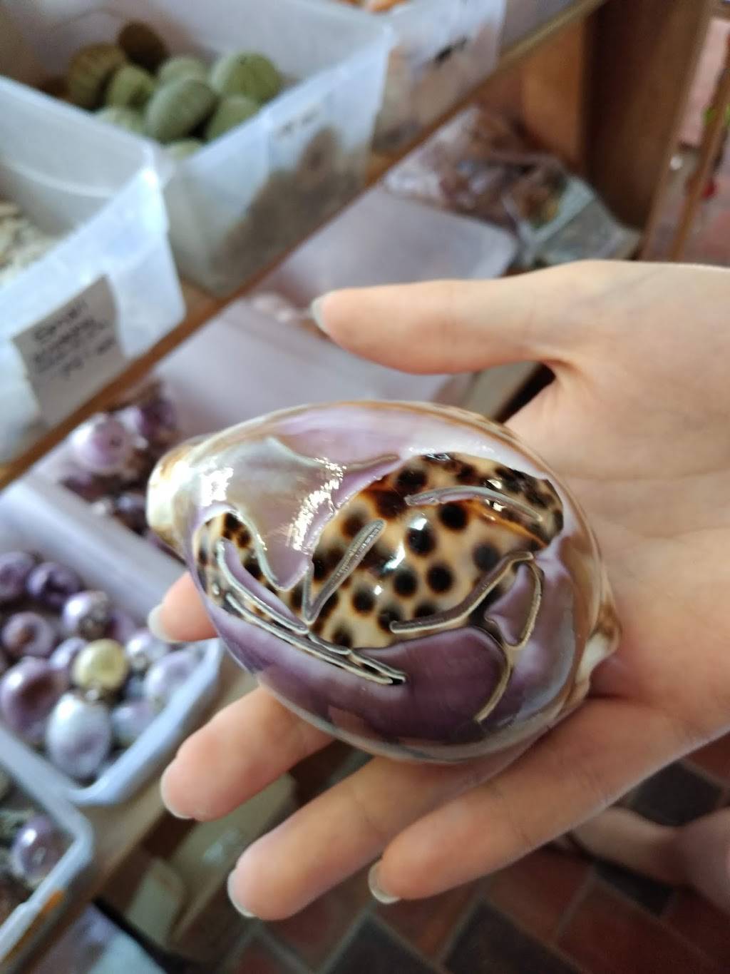 Lobster Shack | restaurant | 86700 Overseas Hwy, Islamorada, FL 33036, USA | 9542600469 OR +1 954-260-0469