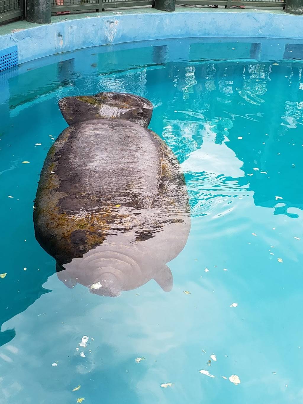 Miami Seaquarium Pink’s Hot Dog | restaurant | 4400 Rickenbacker Causeway, Key Biscayne, FL 33149, USA | 3053615705 OR +1 305-361-5705