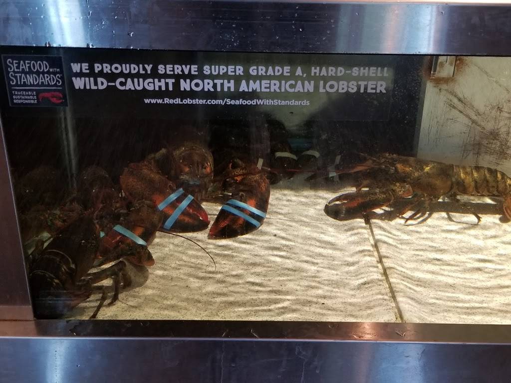 Red Lobster | restaurant | 895 E Barnes Crossing Rd, Tupelo, MS 38804, USA | 6628445422 OR +1 662-844-5422