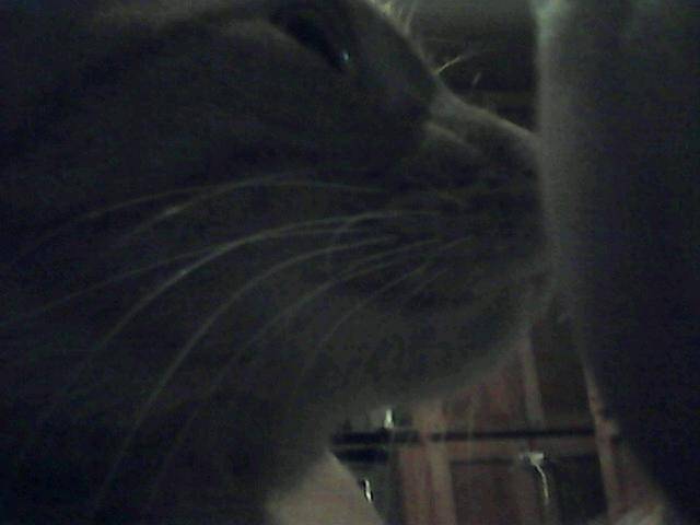 Subway | restaurant | 175 Bell Ln, Savannah, TN 38372, USA | 7319262702 OR +1 731-926-2702