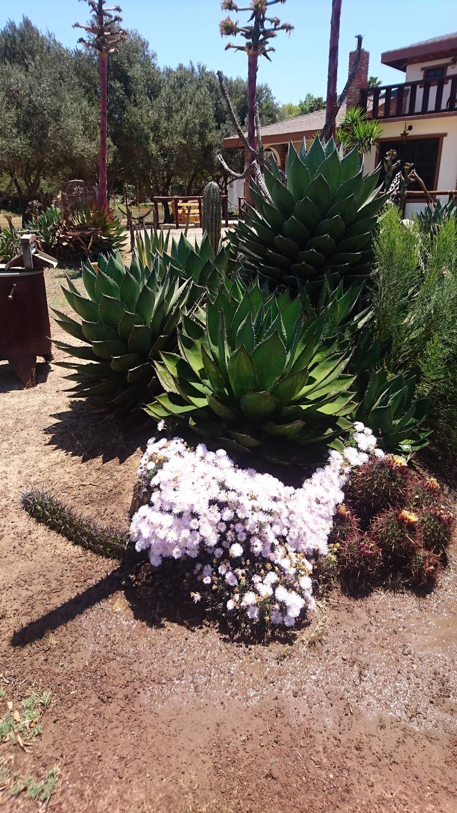 Tacos y Tortas El Chato | restaurant | Uruapan, B.C., Mexico | 016461539184 OR +52 646 153 9184