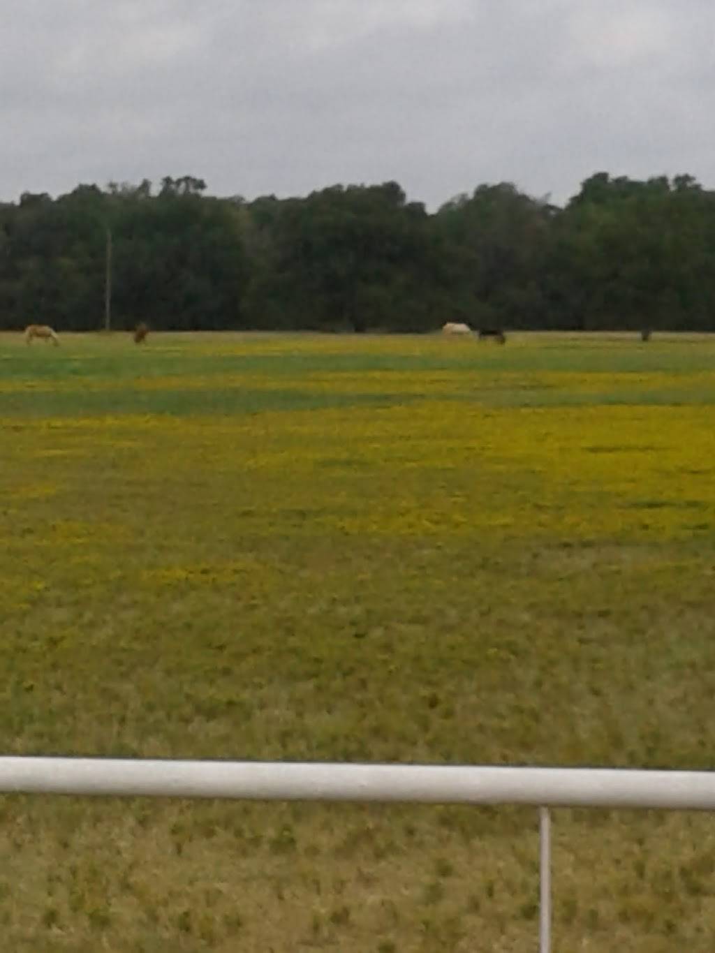 Los Potrillos Taqueria | restaurant | 2348 S Beltline Rd, Dallas, TX 75253, USA | 9722861600 OR +1 972-286-1600