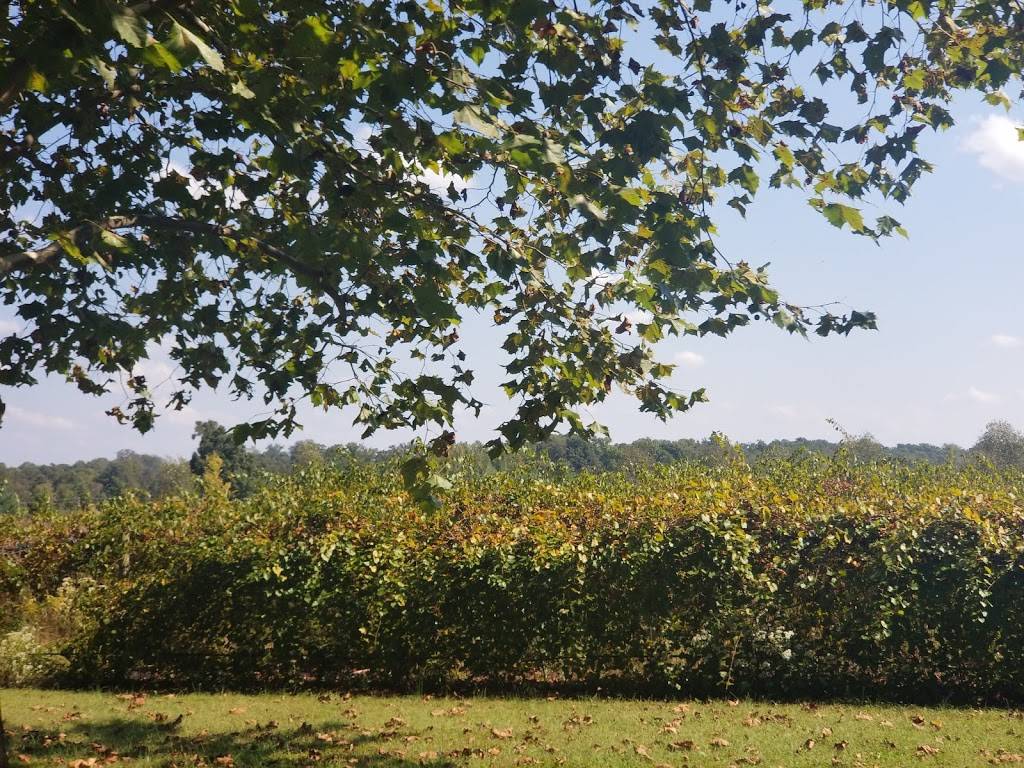 Paris Winery | restaurant | 2982 Harvey Bowden Rd, Paris, TN 38242, USA | 7316449500 OR +1 731-644-9500