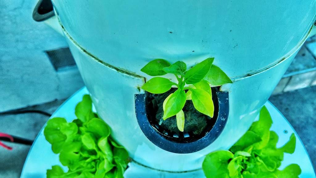 The Crooked Duck | restaurant | 5096 Pacific Coast Hwy, Long Beach, CA 90804, USA | 5624945118 OR +1 562-494-5118