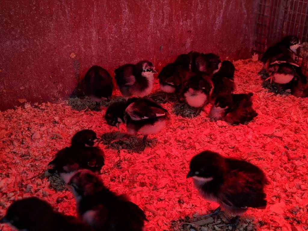 The Western Ranchman Store | restaurant | 16028 N 32nd St, Phoenix, AZ 85032, USA | 6029923410 OR +1 602-992-3410