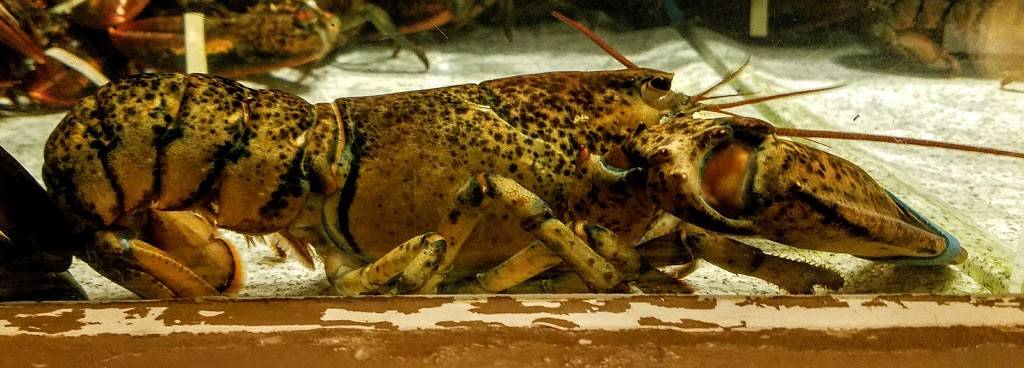 Red Lobster | restaurant | 2040 Edinboro Rd, Erie, PA 16509, USA | 8148687506 OR +1 814-868-7506