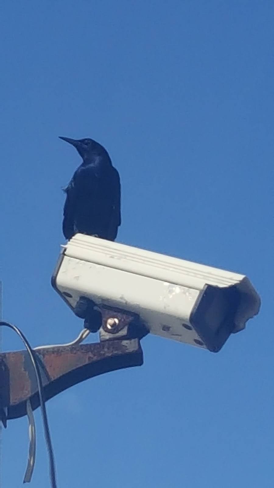 Sabal Palm Cafeteria | restaurant | 5299 NE 2nd Ave, Miami, FL 33137, USA | 7869534698 OR +1 786-953-4698