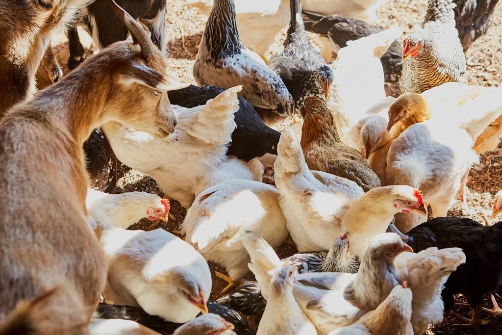 Topsoil Kitchen & Market | restaurant | 13 S Main St, Travelers Rest, SC 29690, USA | 8646102281 OR +1 864-610-2281