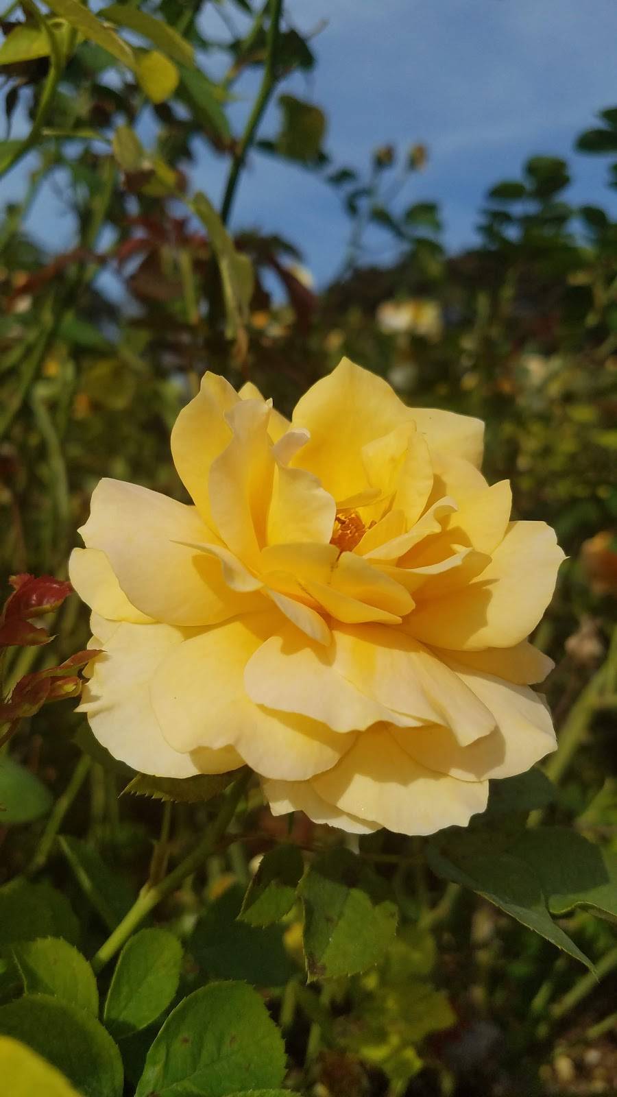 Family Fish Market | restaurant | 13373 Perris Blvd # 414, Moreno Valley, CA 92553, USA | 9512430443 OR +1 951-243-0443