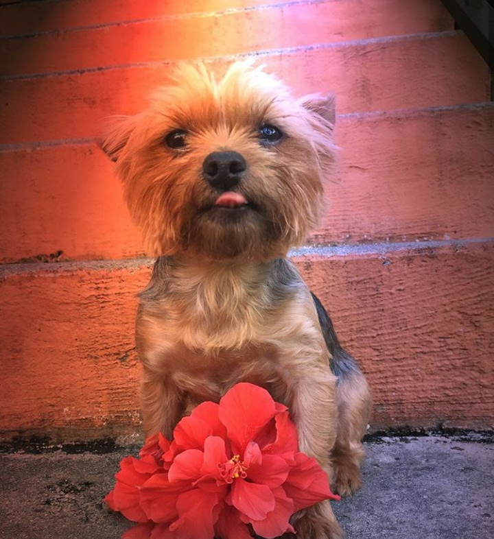 Pizza Hut | meal takeaway | 9578 SW 137th Ave, Miami, FL 33186, USA | 3053887001 OR +1 305-388-7001