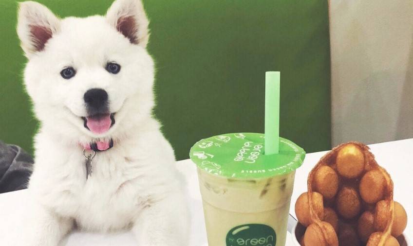 Mr. Green Bubble - Oakland | meal takeaway | 4299 Piedmont Ave Suite D, Oakland, CA 94611, USA | 5107884160 OR +1 510-788-4160