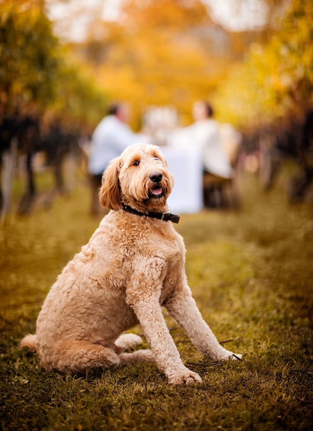 Grovedale Winery | restaurant | 71 Grovedale Ln, Wyalusing, PA 18853, USA | 5707461400 OR +1 570-746-1400