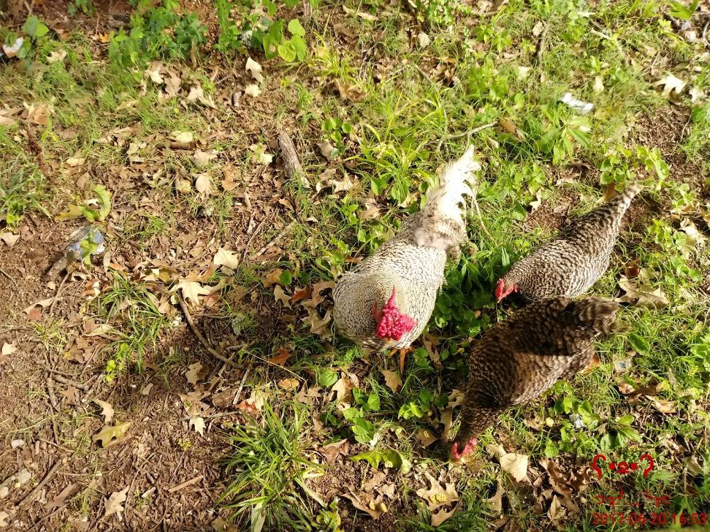 Subway | restaurant | 671 Martin Rd SW, Huntsville, AL 35824, USA | 2564647299 OR +1 256-464-7299