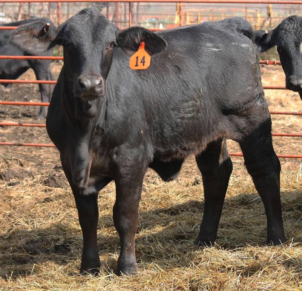 Moores Fish Farm | restaurant | 25353 S 4230 Rd, Inola, OK 74036, USA | 9183414194 OR +1 918-341-4194