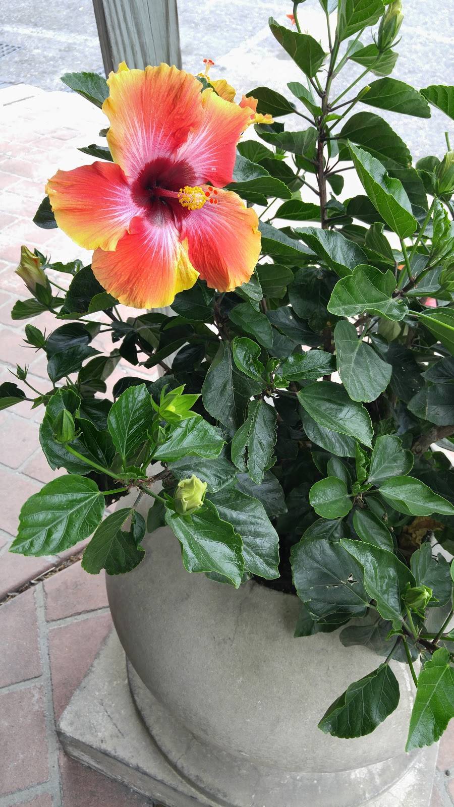 Pauls Cafe | restaurant | 100 E Pine St, Ponchatoula, LA 70454, USA | 9853869581 OR +1 985-386-9581