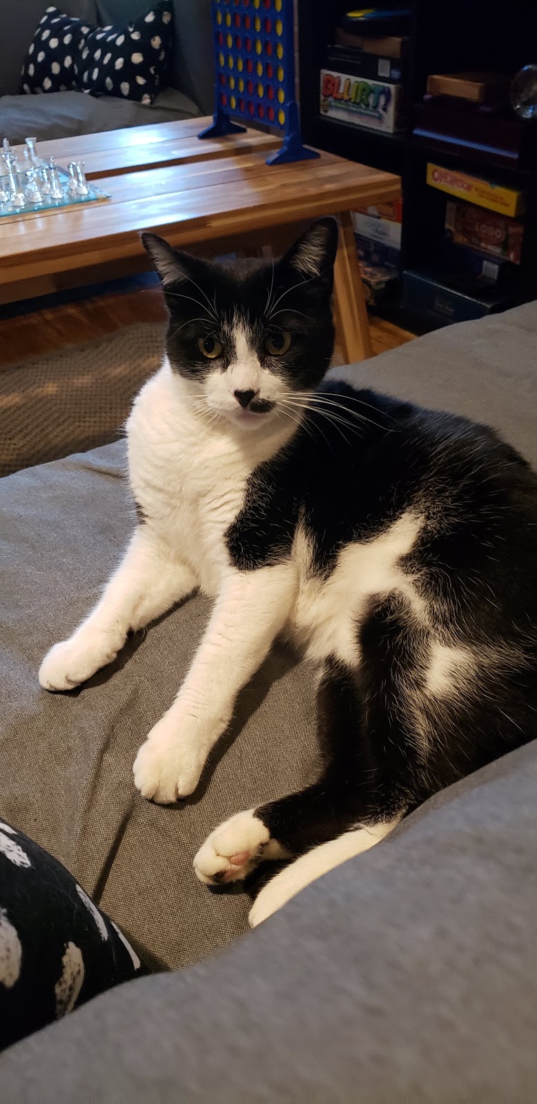 Smoke Bodega Smoke Shop, CBD Dispensary kratom Tea Kava Bar | cafe | 6911 Sheldon Rd, Tampa, FL 33615, USA | 8132490420 OR +1 813-249-0420