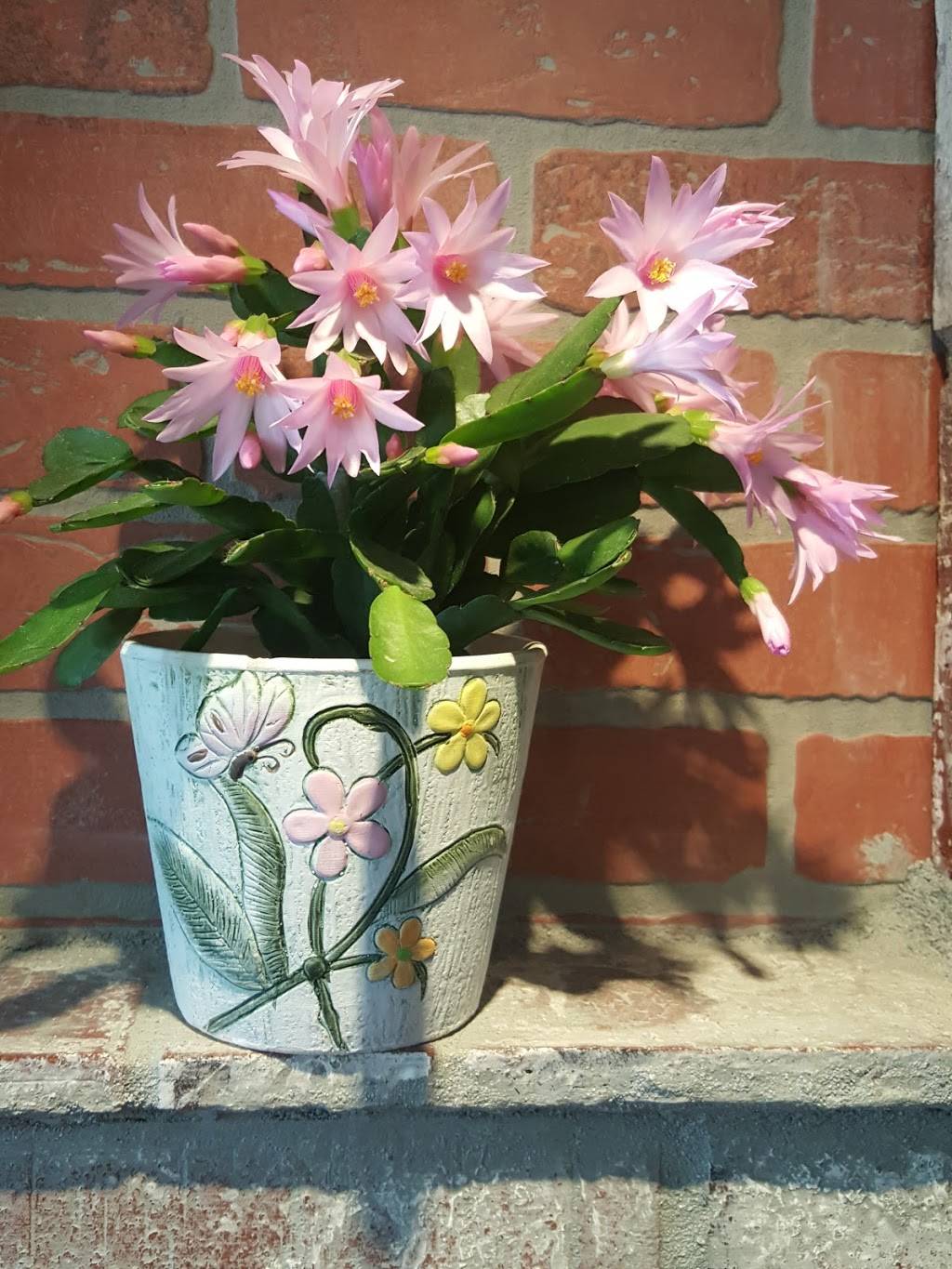 Paulitas Restaurant | restaurant | 636 N Broadway, Escondido, CA 92025, USA | 7607376177 OR +1 760-737-6177