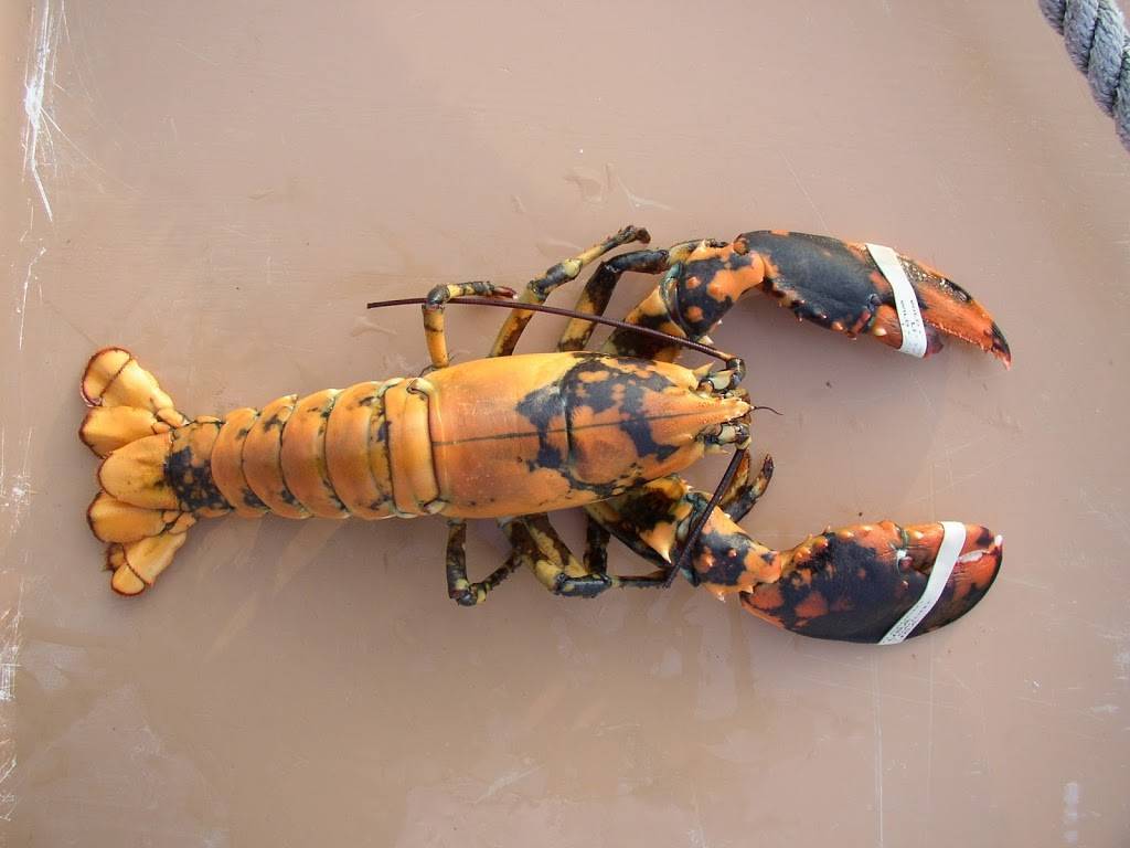 Four Mile Lobster | restaurant | 1901 US-1, Cape Neddick, ME 03902, USA | 2072510001 OR +1 207-251-0001