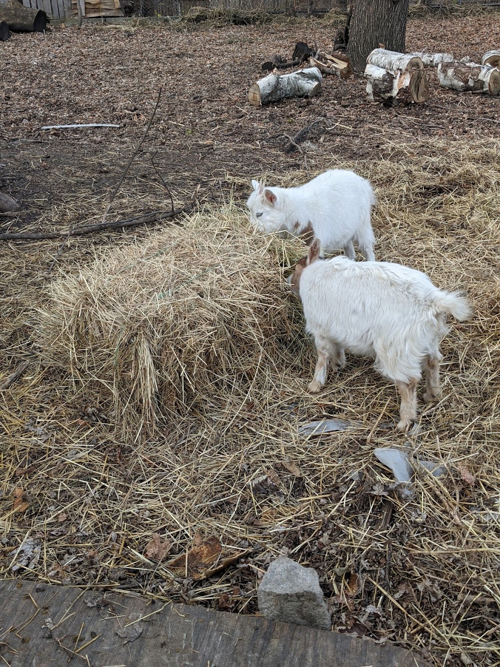 Detroit Farm & Cider | restaurant | 1600 Lawrence St, Detroit, MI 48206, USA | 3139150057 OR +1 313-915-0057