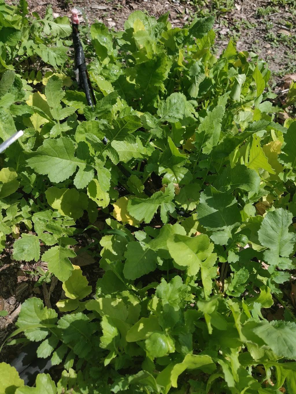 A Simpler Place Farm & Market | restaurant | 9903 Carr Rd, Riverview, FL 33569, USA | 8134241874 OR +1 813-424-1874