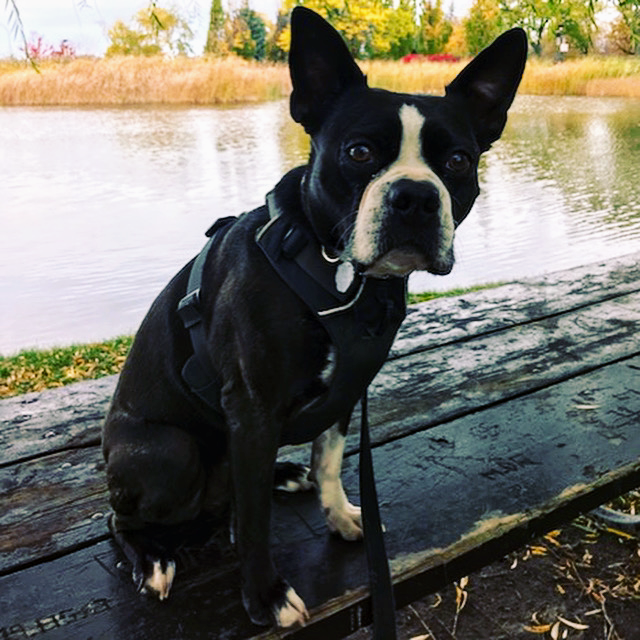 Tandem Restaurant | restaurant | 586 Rue Villeray, Montréal, QC H2R 1H6, Canada | 5142773339 OR +1 514-277-3339