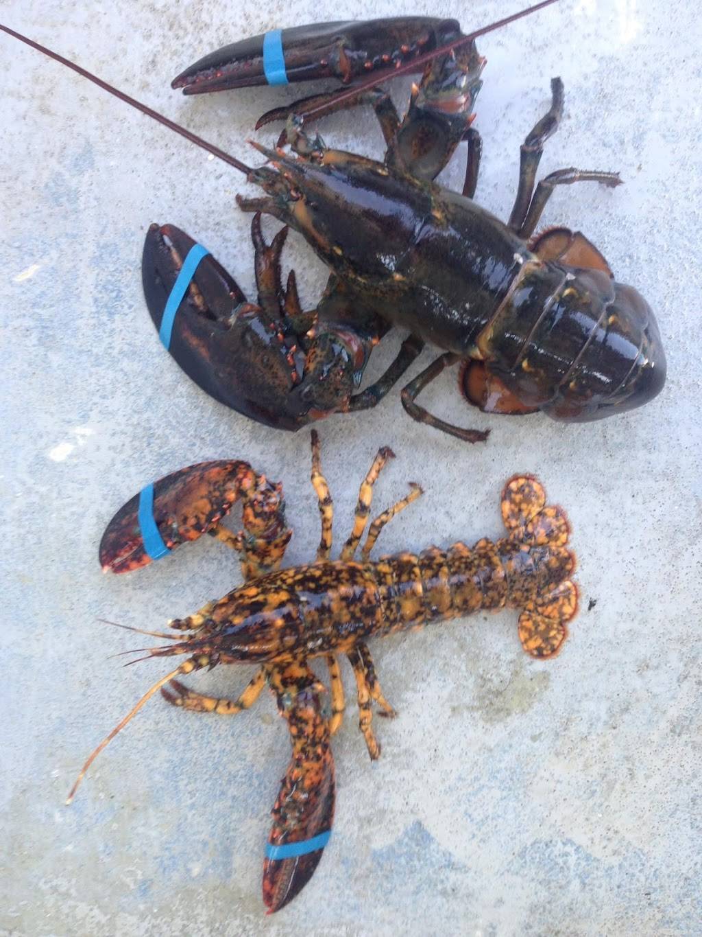 Plymouth Bay Lobster Co., LLC | restaurant | 62R Hedge Rd, Plymouth, MA 02360, USA | 5087463328 OR +1 508-746-3328