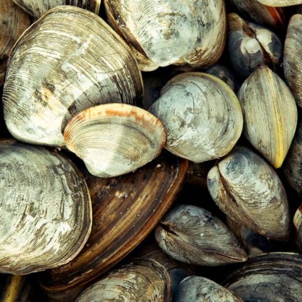 Beach Plum | Inn & Restaurant | restaurant | 50 Beach Plum Ln, Chilmark, MA 02535, USA | 5086459454 OR +1 508-645-9454