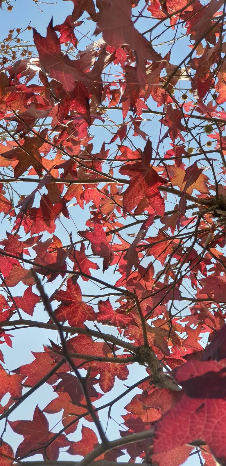 Starbucks | cafe | 701 Montana Ave, Santa Monica, CA 90403, USA | 3103948020 OR +1 310-394-8020