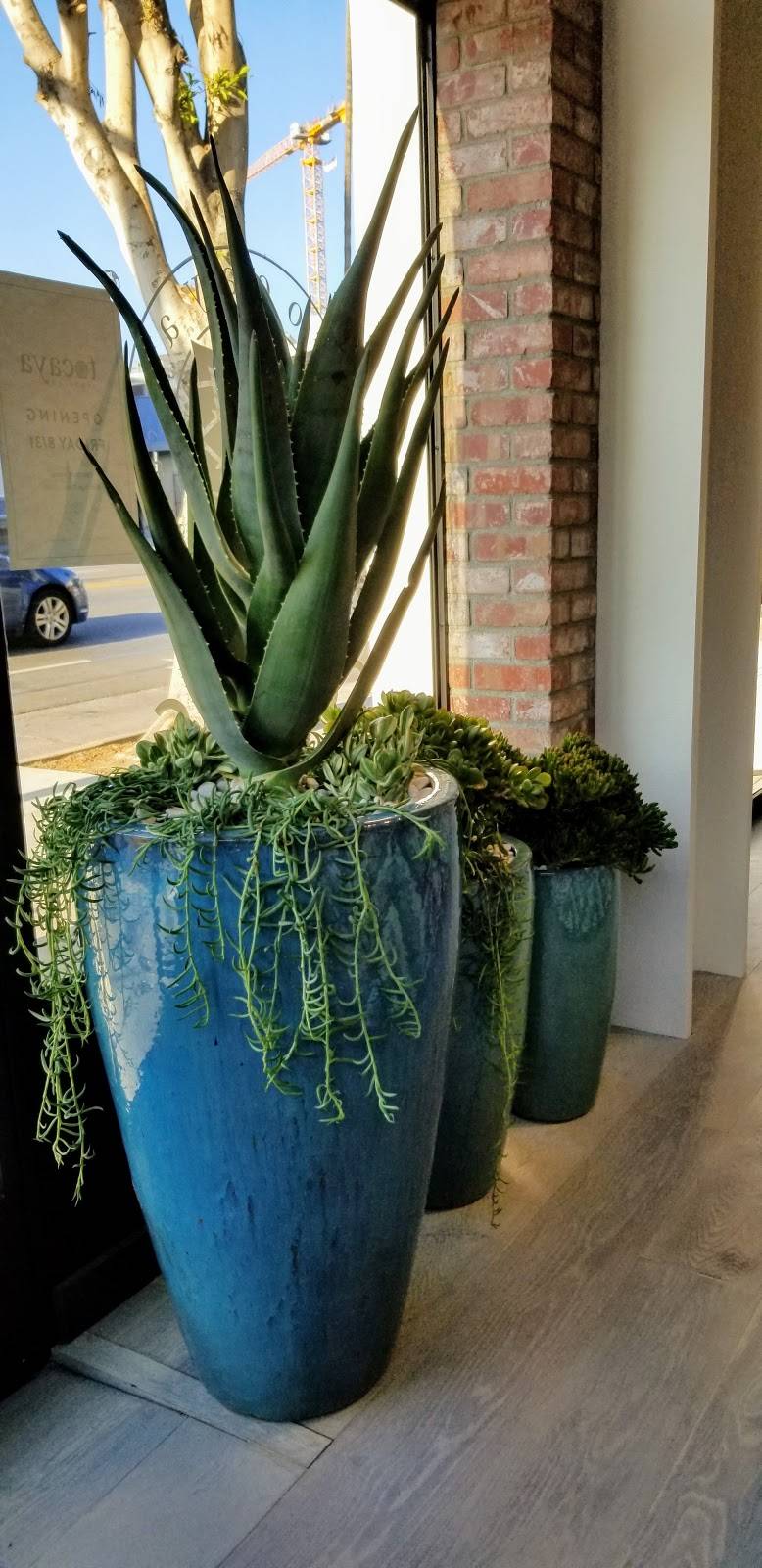 Tocaya Organica - Hollywood | restaurant | 6550 Sunset Blvd, Los Angeles, CA 90028, USA | 3234725802 OR +1 323-472-5802