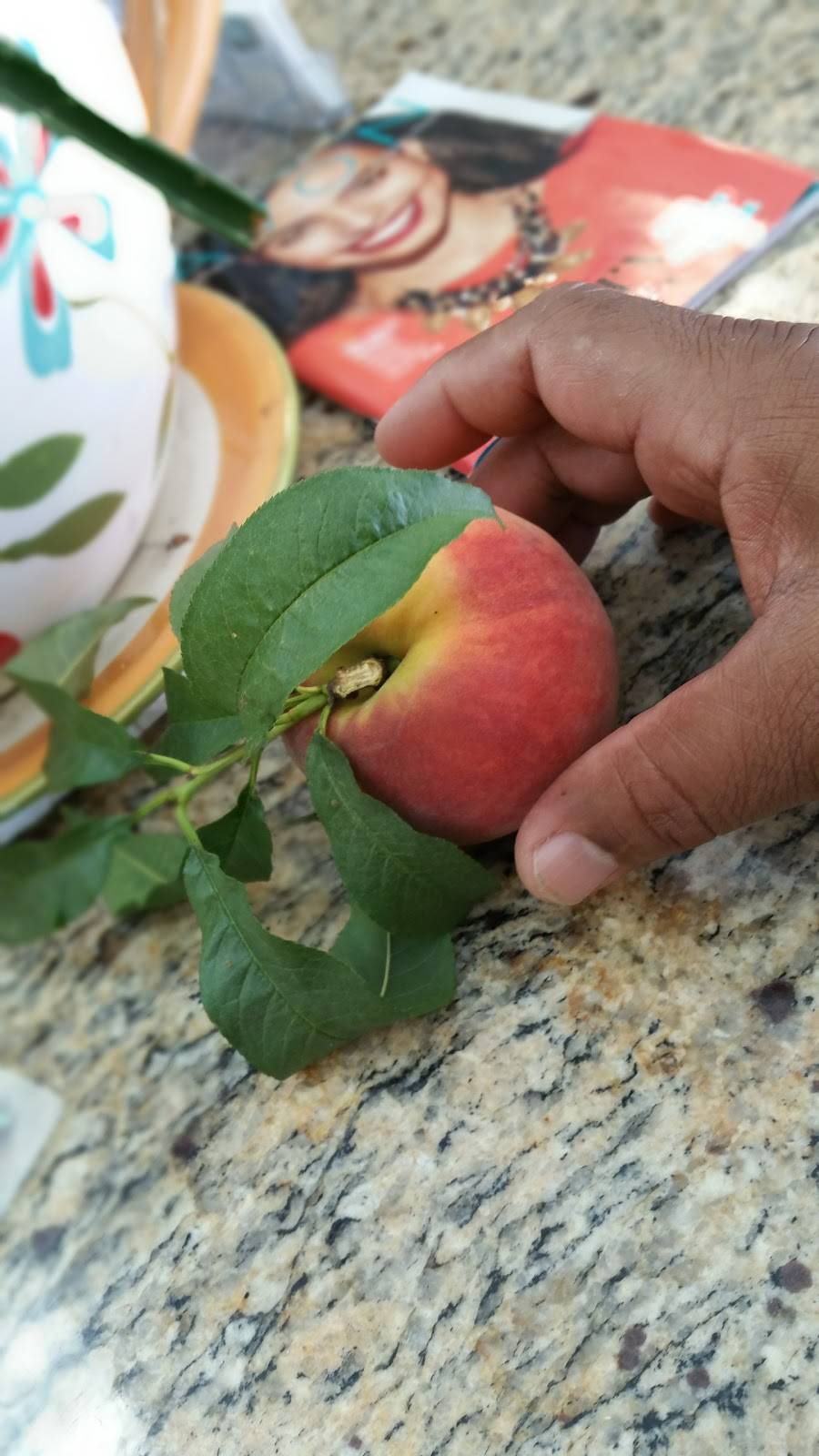 Alfredos Café | restaurant | 121 Schuyler Ave, Kearny, NJ 07032, USA | 5515807336 OR +1 551-580-7336