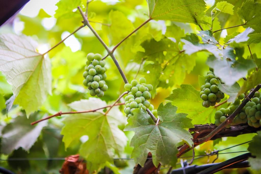 Pranzo! | restaurant | 4066 Erie St, Willoughby, OH 44094, USA | 4409467827 OR +1 440-946-7827