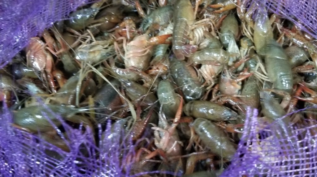 LA. Boiling Seafood Crab & Crawfish | restaurant | 1242 E Colonial Dr, Orlando, FL 32803, USA | 4078987770 OR +1 407-898-7770