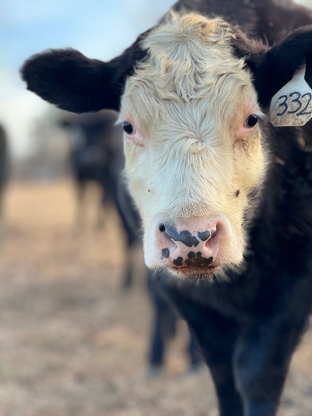 DMD Family Farm & General Store | restaurant | 10210 Warrensburg Rd, Midway, TN 37809, USA | 4237976129 OR +1 423-797-6129