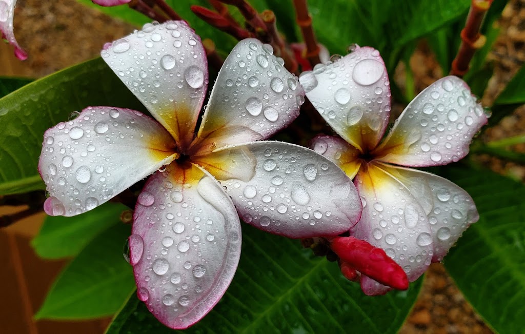 Urban Hills Grow Bag Gardens | restaurant | 557 E Parkview Dr, Gilbert, AZ 85295, USA | 4804867380 OR +1 480-486-7380