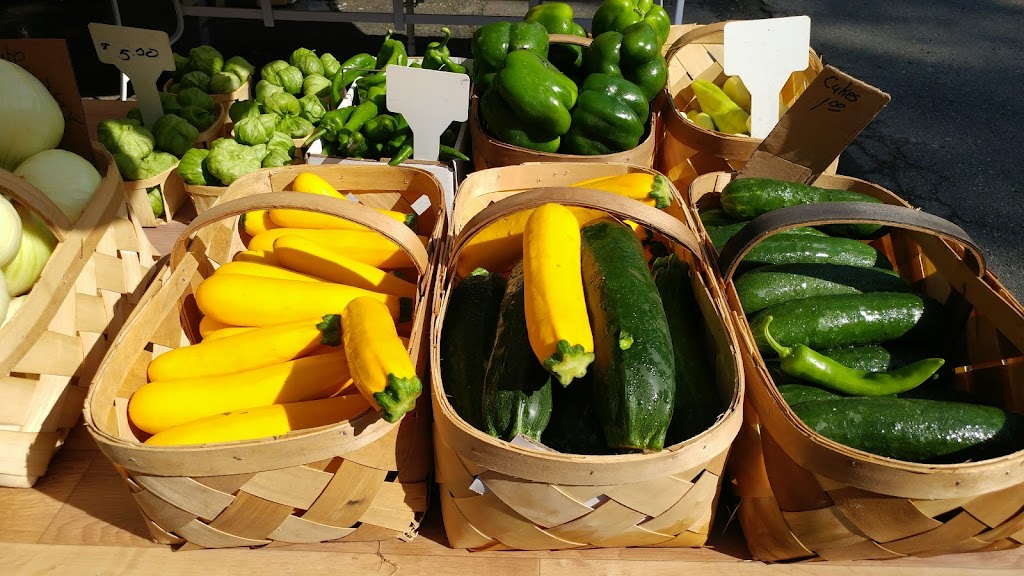 Dog Daze Cafe | meal takeaway | 713 Danbury Rd, Wilton, CT 06897, USA | 8456998848 OR +1 845-699-8848