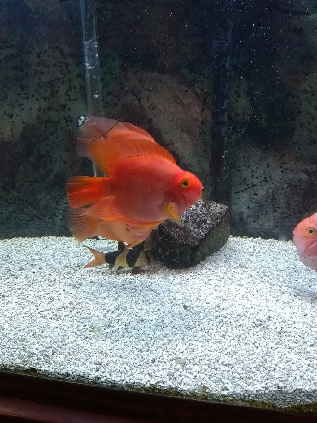 Great Wall Chinese Restaurant | restaurant | 1977 Brownsboro Rd, Louisville, KY 40206, USA | 5028918881 OR +1 502-891-8881