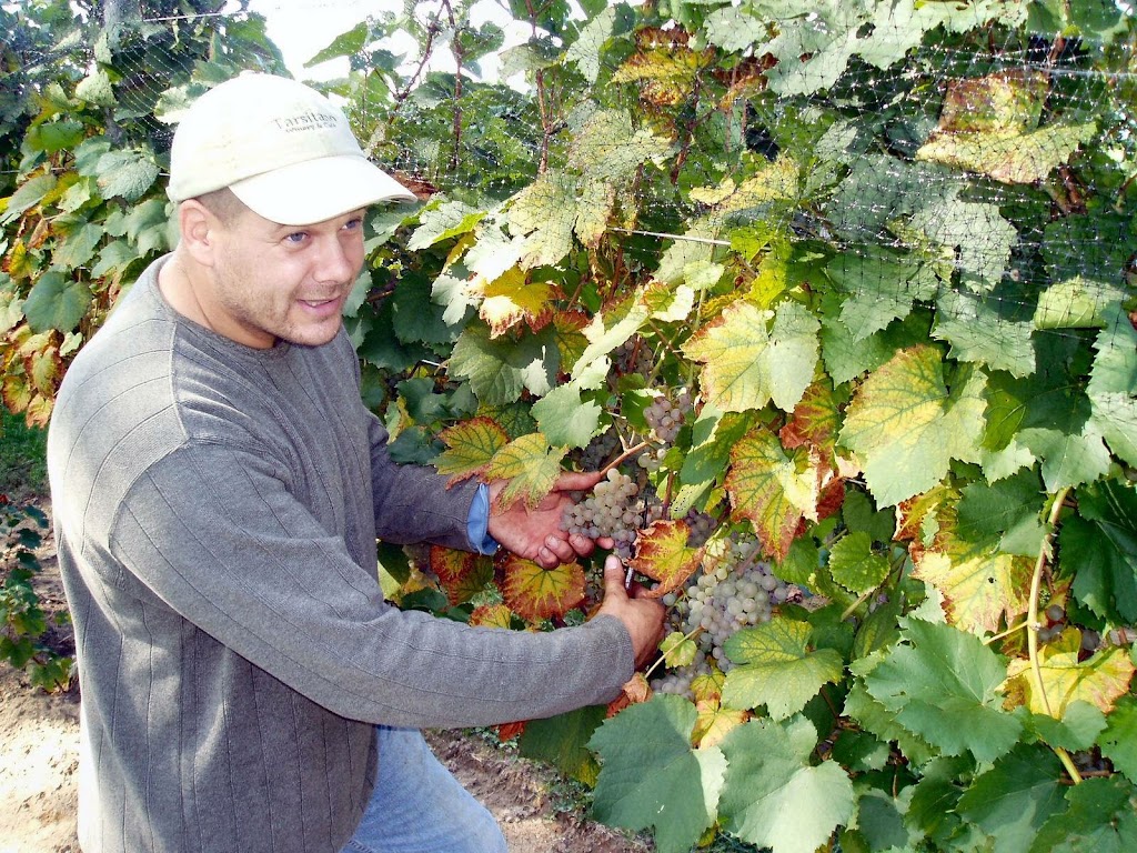 Tarsitano Winery & Vineyards | restaurant | 4871 Hatches Corners Rd, Conneaut, OH 44030, USA | 4402242444 OR +1 440-224-2444