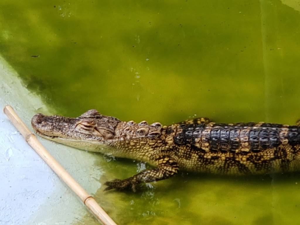 Black Hammock Orlando Airboat Rides | restaurant | 2356 Black Hammock Fish Camp Rd, Oviedo, FL 32765, USA | 4077063704 OR +1 407-706-3704