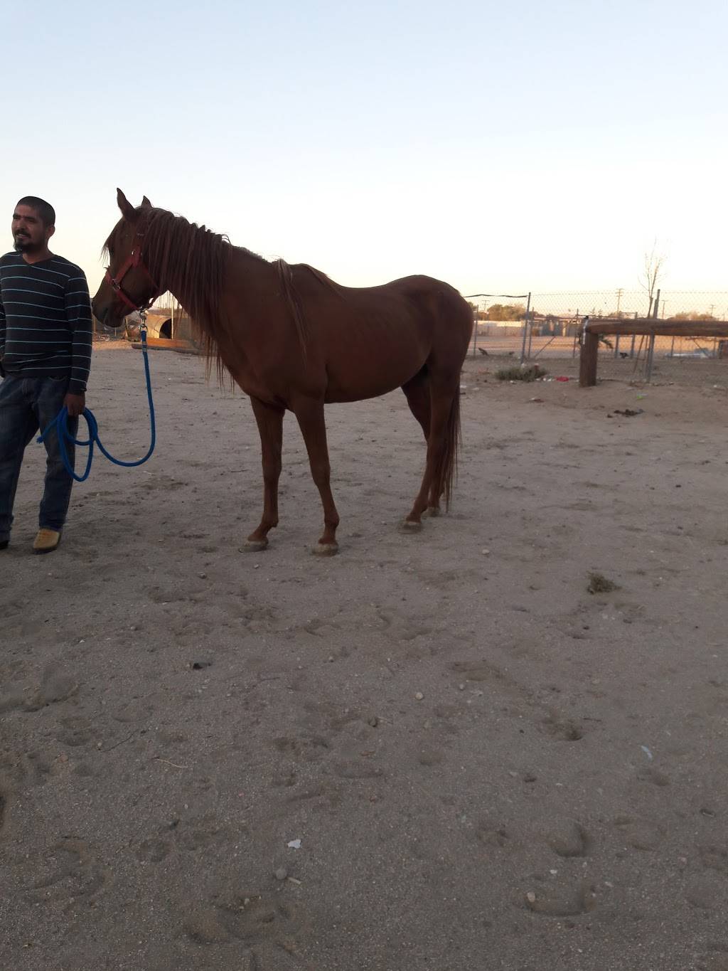 Glorias Mexican Grill | restaurant | 8701 E Palmdale Blvd, Palmdale, CA 93552, USA | 6619449510 OR +1 661-944-9510