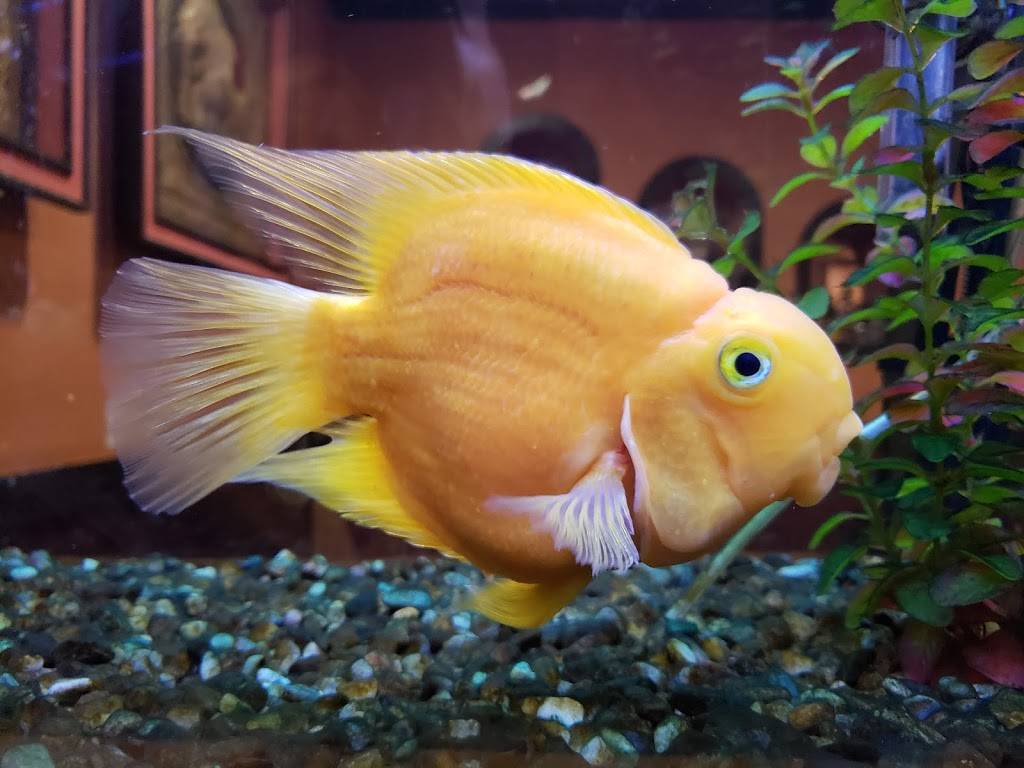 Dome Pochana - Thai Family Restaurant | restaurant | 13191 Gladstone Ave, Sylmar, CA 91342, USA | 8183627864 OR +1 818-362-7864