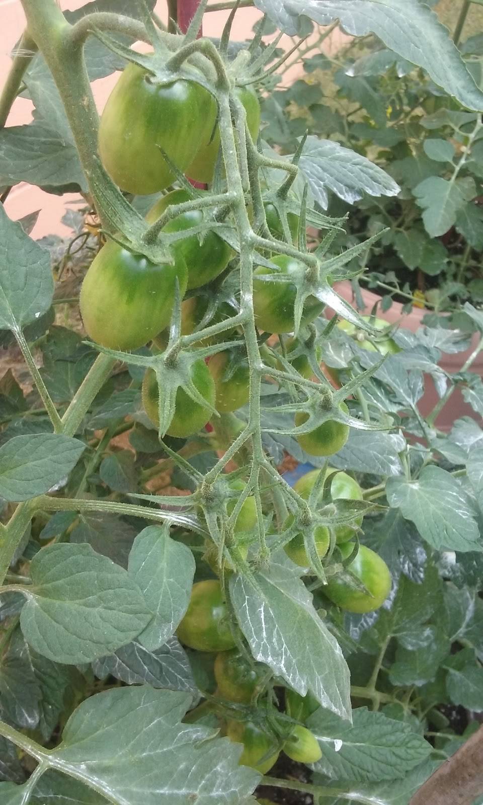 Great Lakes Sandwich Co & Cafe (deli, BBQ, Winery, Wine Bar, fi | restaurant | 5332 Corunna Rd, Flint, MI 48532, USA | 8107328490 OR +1 810-732-8490