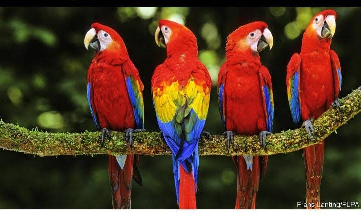 Parrot Nest | restaurant | 1931 Sheppard Ave W, North York, ON M3L 1R9, Canada | 4167471227 OR +1 416-747-1227