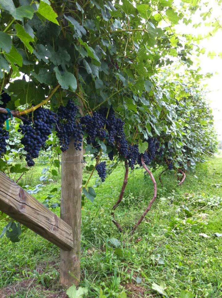 Briali Winery | restaurant | 102 IN-120, Fremont, IN 46737, USA | 2604951919 OR +1 260-495-1919