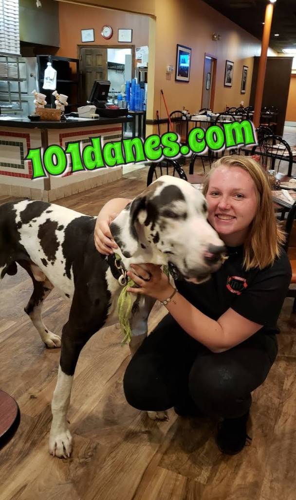 Vinnys Italian Grill & Pizzeria | meal delivery | 4915 Richmond Tappahannock Hwy, Aylett, VA 23009, USA | 8047698822 OR +1 804-769-8822