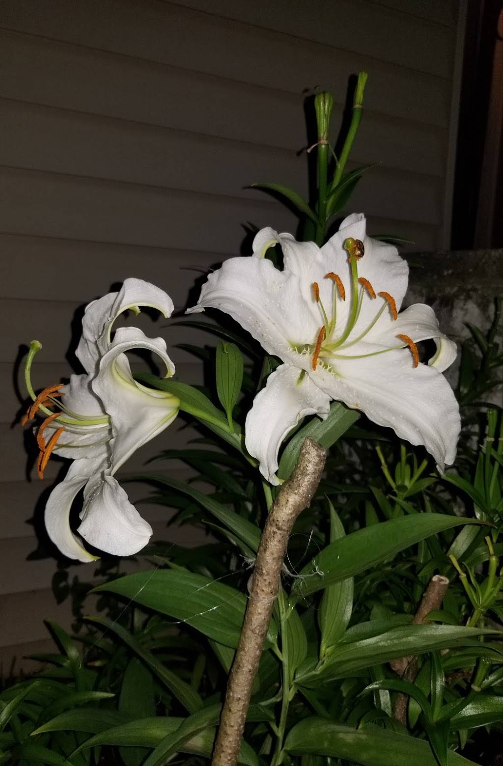 La Guadalupana Restaurant | restaurant | 64 Main St, Brewster, NY 10509, USA | 8452798891 OR +1 845-279-8891