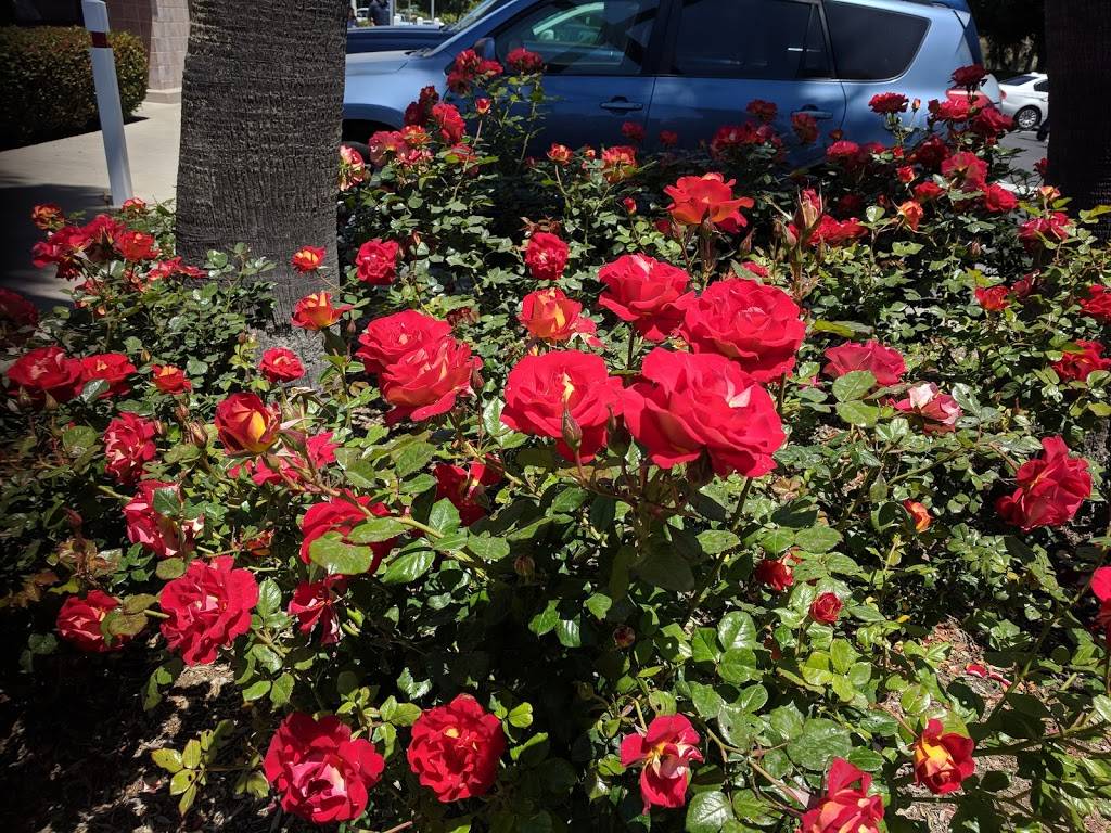 In-N-Out Burger | restaurant | 1330 S Bradley Rd, Santa Maria, CA 93454, USA | 8007861000 OR +1 800-786-1000