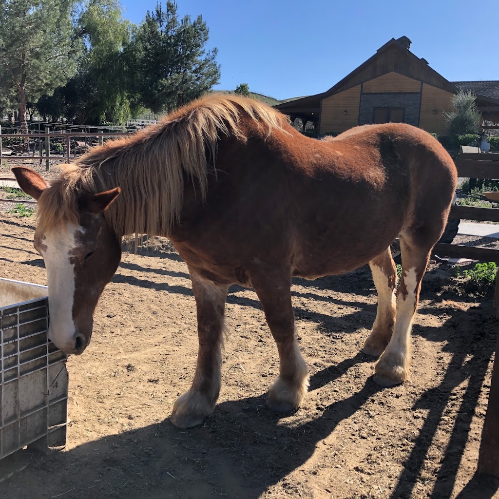 Longshadow Ranch Winery | restaurant | 39847 Calle Contento, Temecula, CA 92591, USA | 9515876221 OR +1 951-587-6221