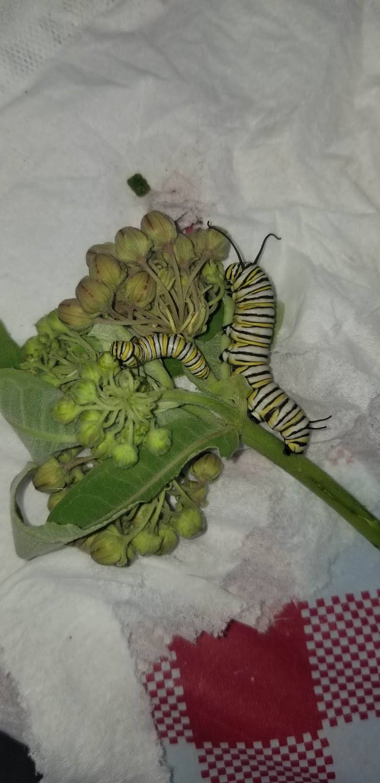 Castaways Waterfront Bar and Grill | restaurant | 188 Kennedy Ave, Angola, NY 14006, USA | 7165496090 OR +1 716-549-6090