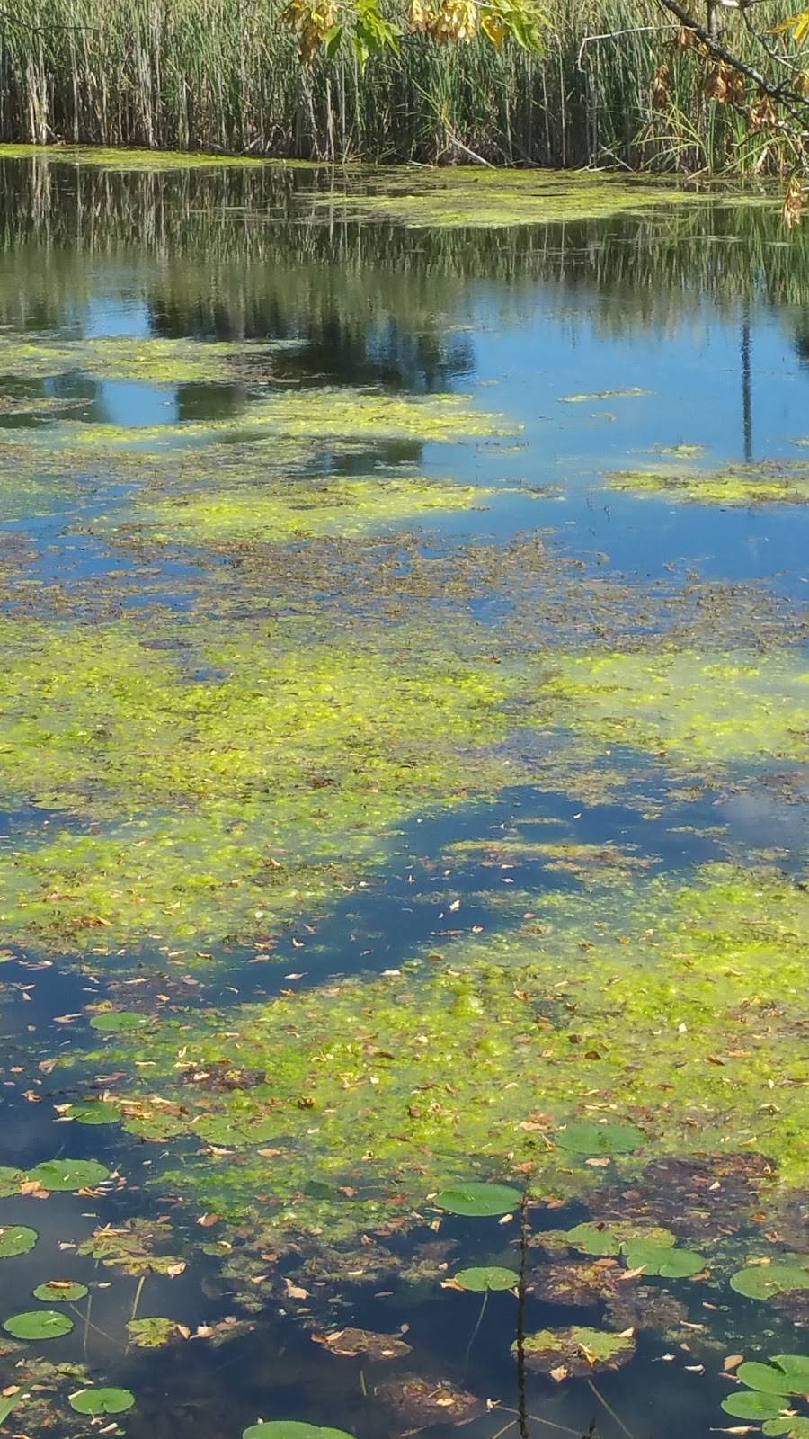 Chubbys Restaurant | restaurant | 2830 County Rd 8, Campbellford, ON K0L 1L0, Canada | 7056532908 OR +1 705-653-2908